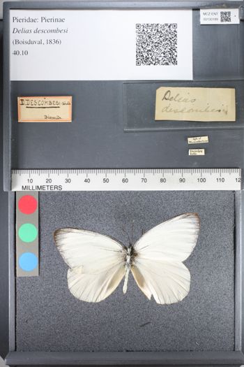 Media type: image;   Entomology 130189